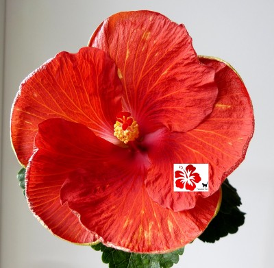 P1120756 verkl 1 green.jpg