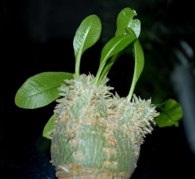 Pachypodium 011yy.jpg