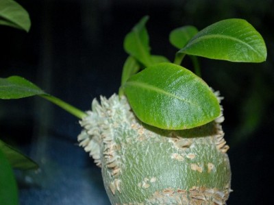 Pachypodium 009yy.jpg