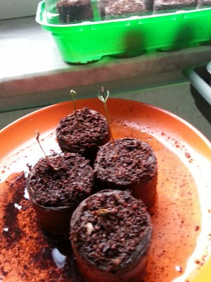 20130309_170144.jpg