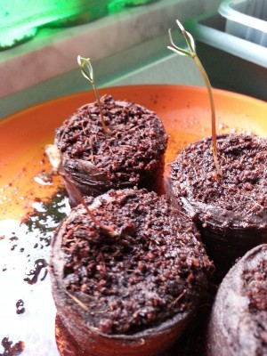 20130309_170205.jpg