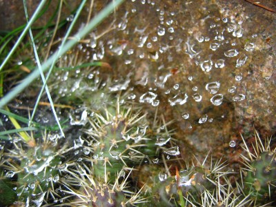 IMG_2976 Kakteen.JPG