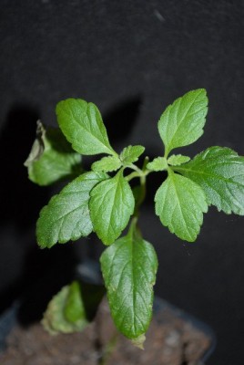 Kraeuter2013 002yy.jpg