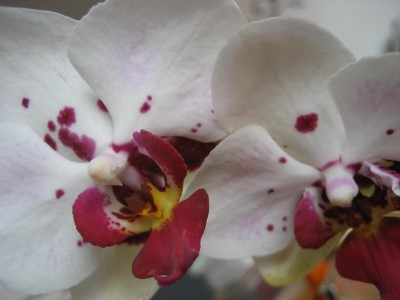 IMG 2290.jpg
