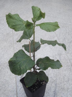 DSC04988 Love Story x M Cool Water.jpg