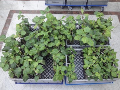 DSC04982 Sämlinge 2012.jpg