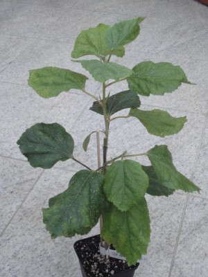 DSC04994 Fifth x HH.jpg