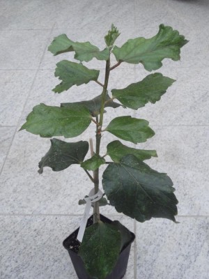 DSC04989 Cherry Appa x Me-oh My-oh.jpg