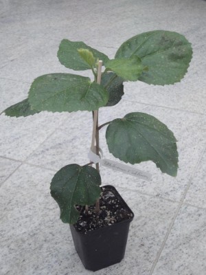 DSC05000 Fifth x T Princess.jpg