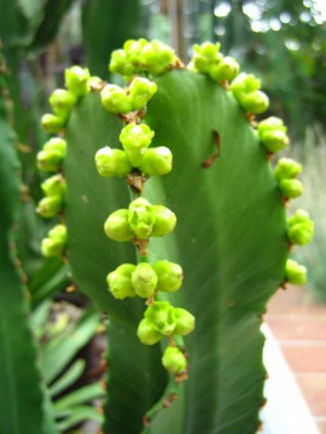 IMG_2980 Euphorbia.JPG