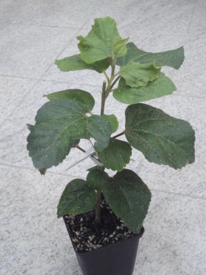 DSC04997 T Taui x T Princess.jpg