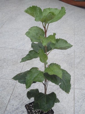 DSC05005 Green Goddess x T Antique Purple.jpg