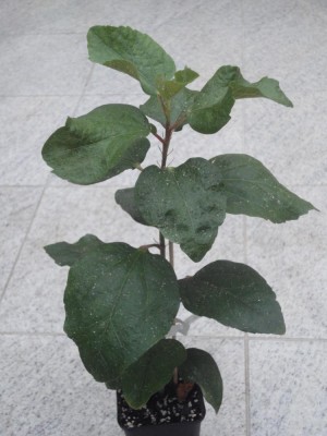 DSC05011 Choc Del x Cloudy Days.jpg