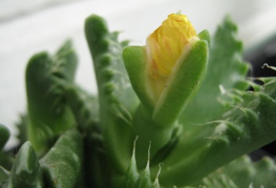 2932a Faucaria tigrina.jpg