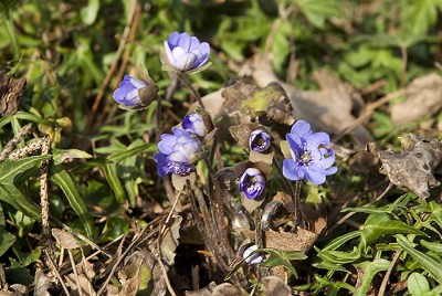 hepatica.jpg