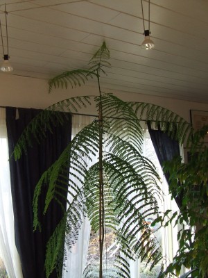 Flambo Decke ganz.JPG