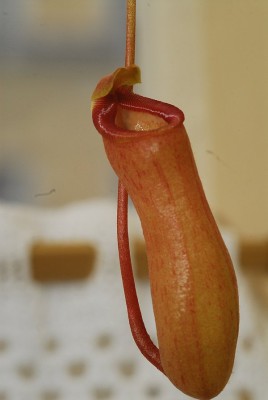 dsc_9698_N_ventricosa.jpg