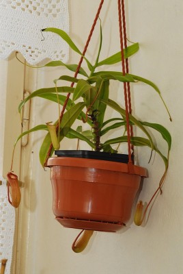 dsc_9707_N_ventricosa.jpg