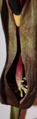 Eidechsenwurz3.jpg