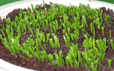 IMG_0874x Schlumbergera Aussaat.jpg