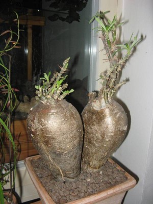 Pachypodium succulentum - 130326_1.JPG