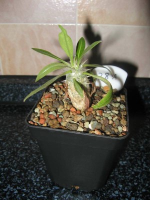 Pachypodium horombense - 130326.JPG