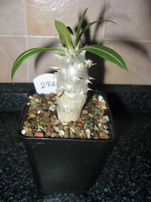 Pachypodium rosulatum - 130326.JPG