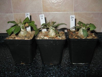 Pachypodium namaquanum 130226.JPG