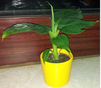 Banane Neue 1.JPG