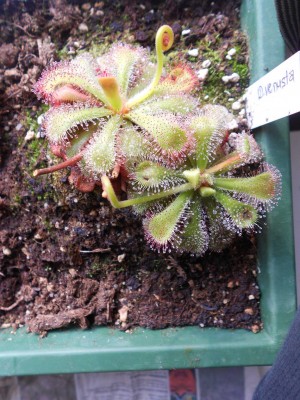 D.venusta 14.3.13k.JPG