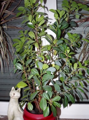 DSCF4463 (598x800).jpg