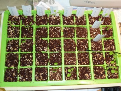 20130327 182 - Kopie (640x480).jpg