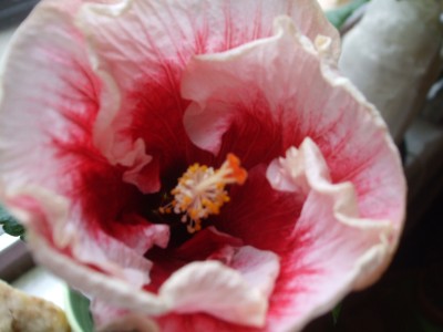 T.Cherry Blossom.JPG