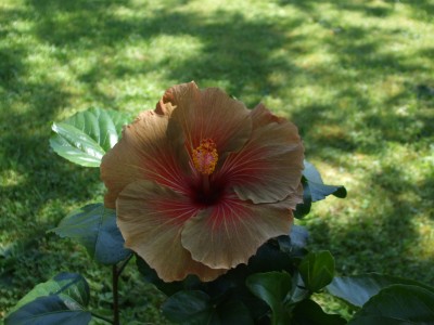 chocolate Delight.JPG