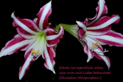 Amaryllis20120252yy.jpg
