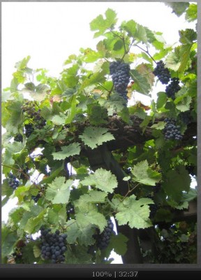 weinrebe.JPG
