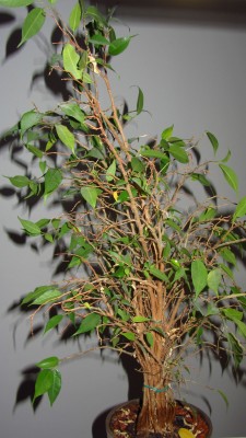 IMG_8382.JPG