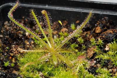 dsc_9712_Drosera_cistiflora.jpg