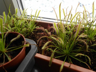 D.capensis 14.3.13k.JPG