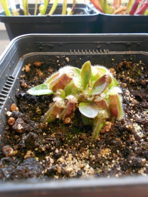 Cephalotus 14.3.13k.JPG