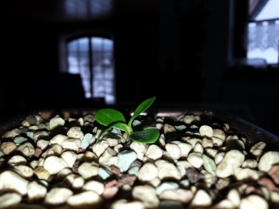 Wüstenrose in Mini-Cubi.jpg