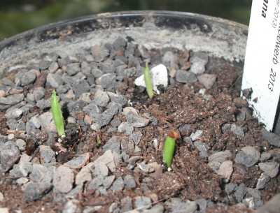 Stapelia 24.03.2013.jpg