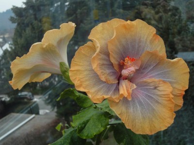 DSC05021 Mattiacis Solar Eclipse.jpg