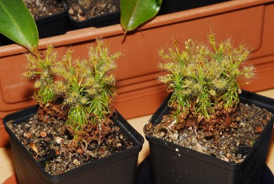 dsc_9716_Drosera_scorpioides.jpg