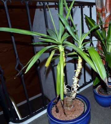 Jucca und Dracaena fragrans (717x800).jpg