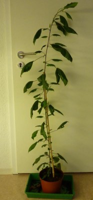Hibiscus_Psyche.jpg