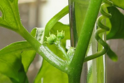 KedrostisNana_Blüte_.JPG