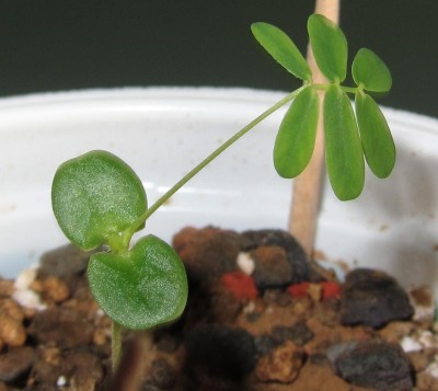 MimosaPudica_2_.JPG