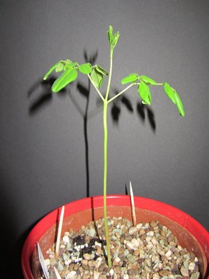 MoringaOleifera_.JPG