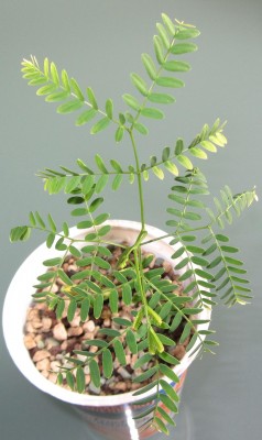ElephantorrhizaElephantina_b2_.JPG
